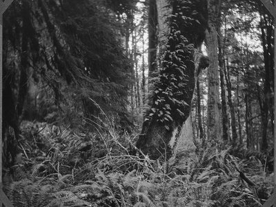 Licorice Root