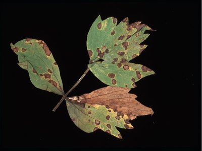 Lovage