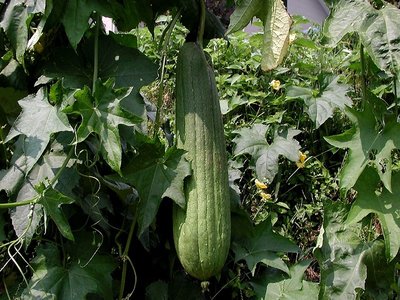Luffa