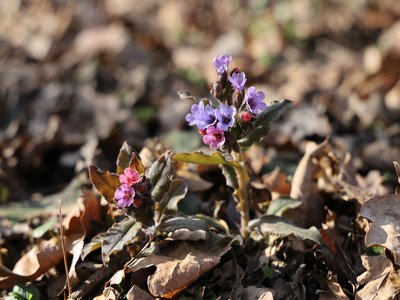 Lungwort