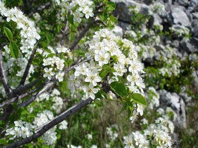 Mahaleb Cherry