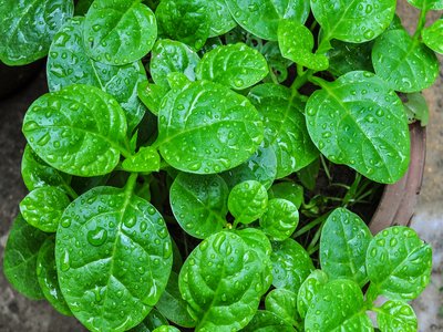 Malabar Nightshade