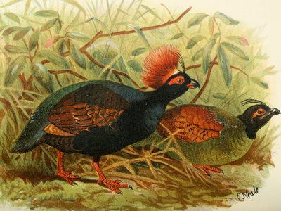 Malayan Ginger