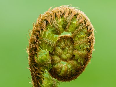 Male Fern