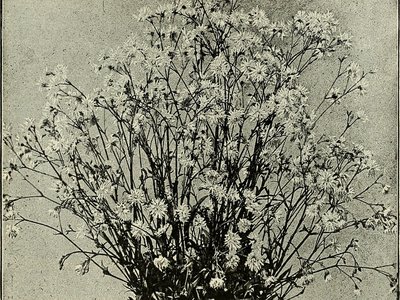 Mallow Wort