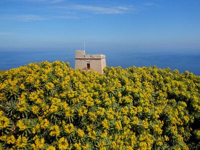 Malta Spurge