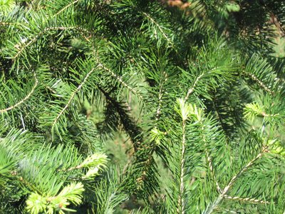 Manchurian Fir