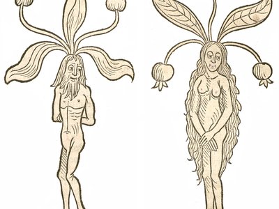 Mandrake