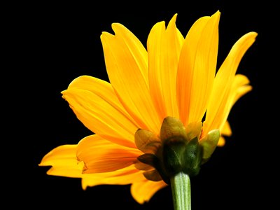 Marigold Tree