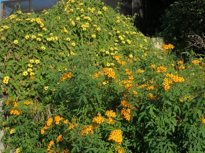 Marigold Vine