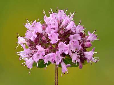 Marjoram Oregano