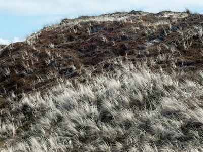 Marram Grass