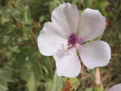 Marsh Mallow
