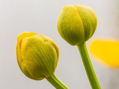 Marsh Marigold