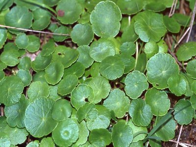 Marsh Pennywort
