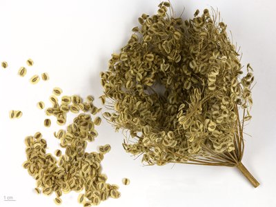 Masterwort