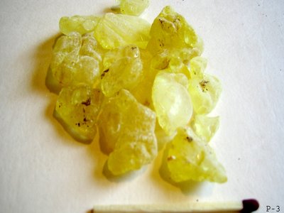 Mastic Tree