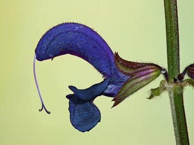 Meadow Clary