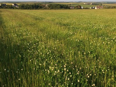 Meadow Clover