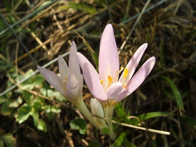 Meadow Saffron