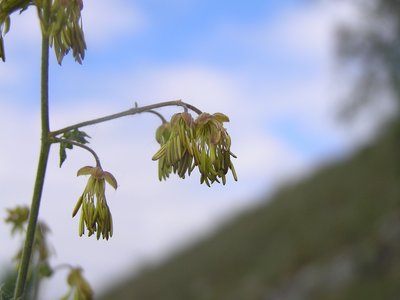 Meadowrue