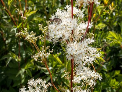 Meadowsweet