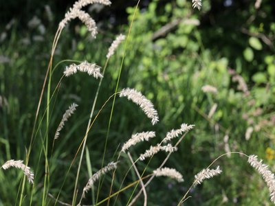 Melic Grass