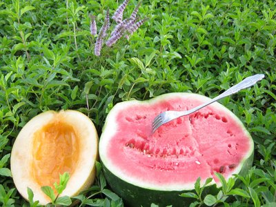 Melon Mint