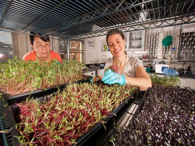 Microgreens