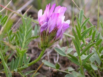 Milkvetch