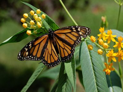 Milkweed
