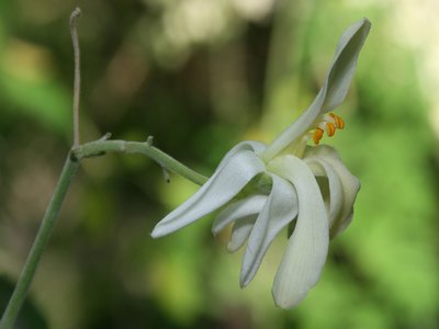 Moringa
