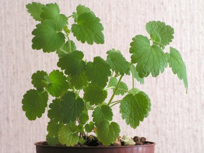 Motherwort