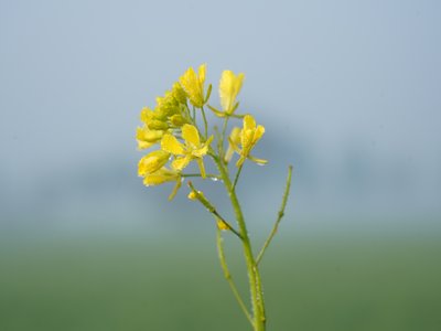 Mustard