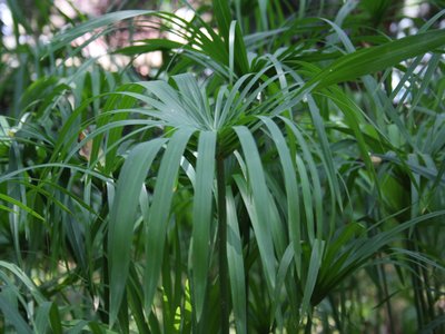 Nagarmotha