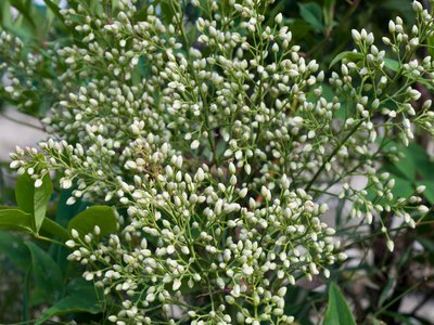 Nandina