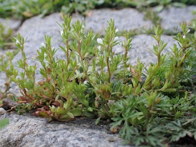 Neckweed