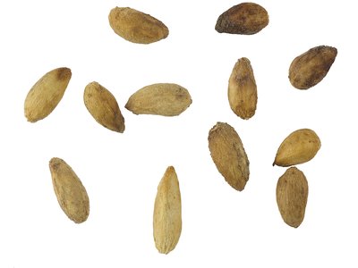 Neem