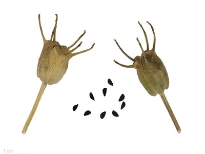 Nigella