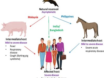 Nipah