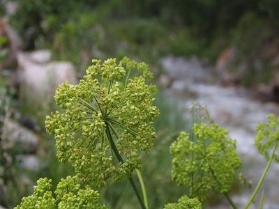 Notopterygium