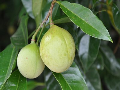 Nutmeg