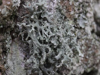 Oakmoss
