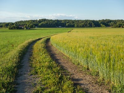 Oat Grass