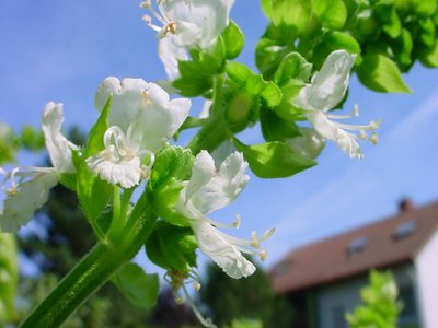 Ocimum americanum