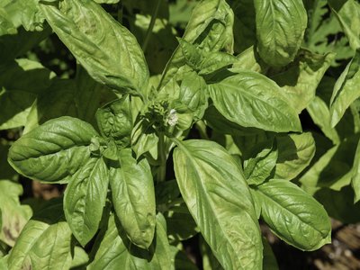 Ocimum basilicum