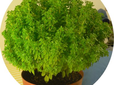 Ocimum minimum