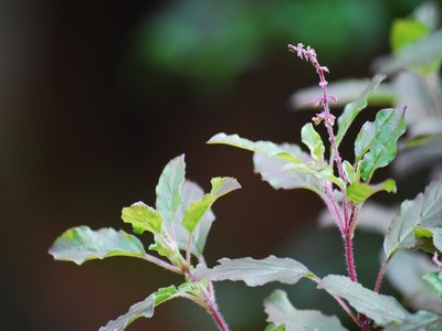 Ocimum tenuiflorum