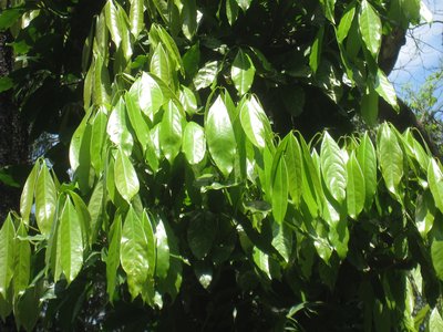 Ocotea odorifera