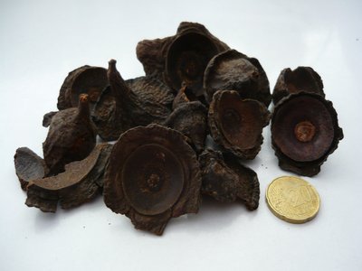 Ocotea quixos